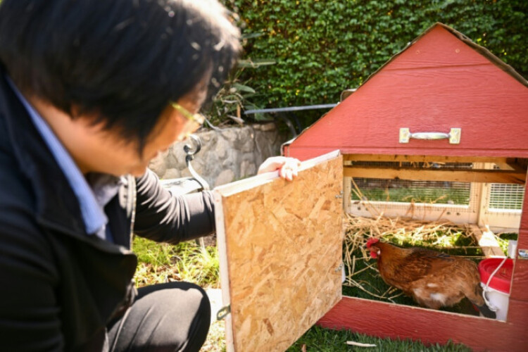 Backyard barnyard: rising egg prices prompt hen hires in US