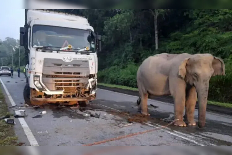 Calls for more wildlife protection measures after elephant tragedy in Malaysia