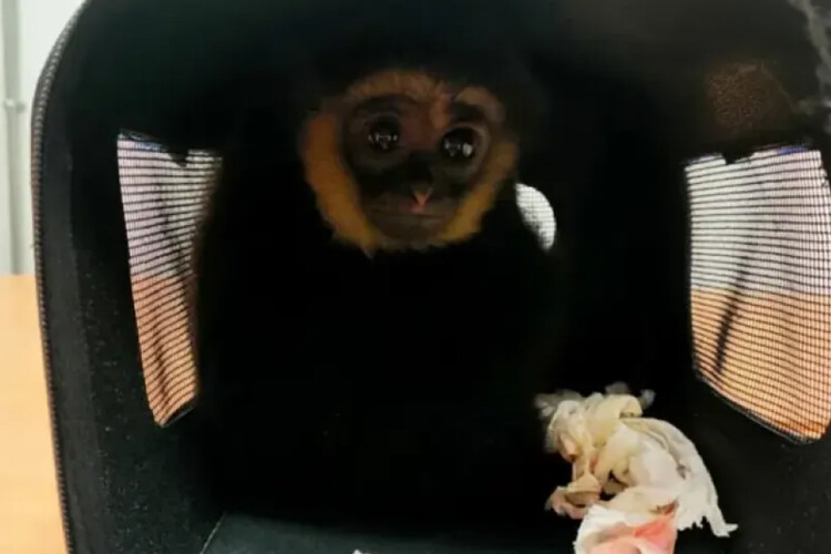 Malaysia sees spike in exotic animal smuggling