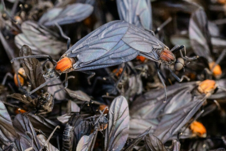 Rotten insects, viral videos and climate change: S.Korea battles 'lovebug' invasion