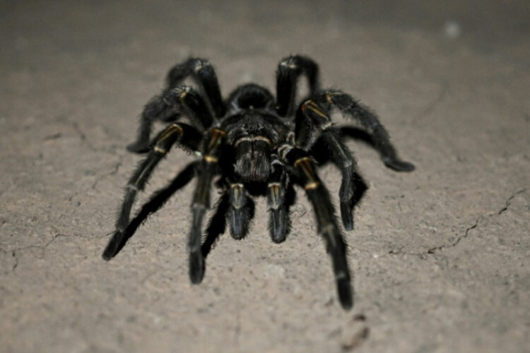 Creepy find: German customs net tarantulas in cookie shipment
