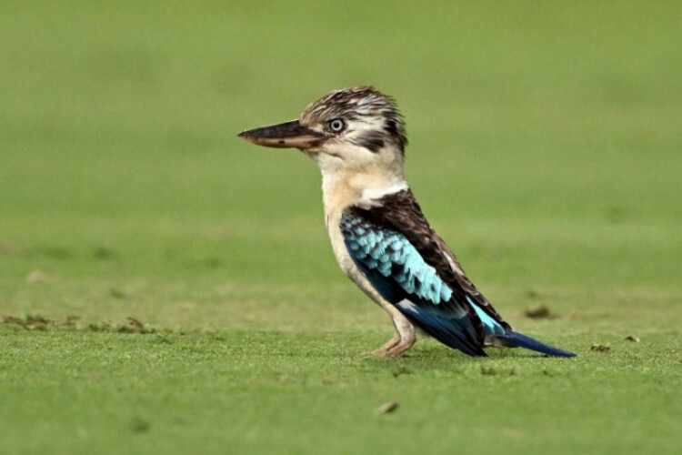 Scientists find surprising sex reversal in Australian birds