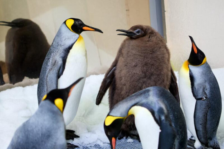 Internet going crazy for chonky Australian penguin chick