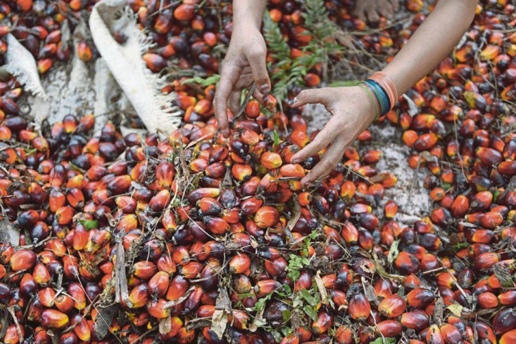 Malaysia halts new oil palm plantations to preserve forest cover