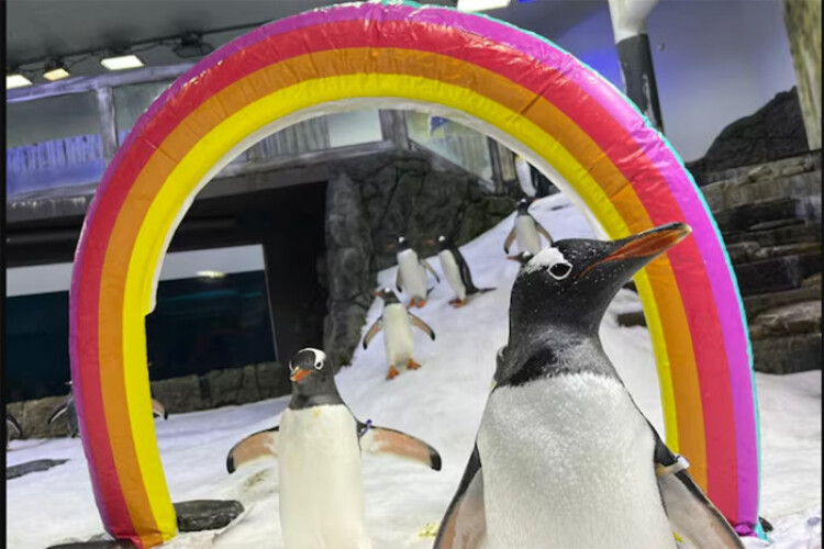 Gay penguin dies, leaving behind partner in Sydney