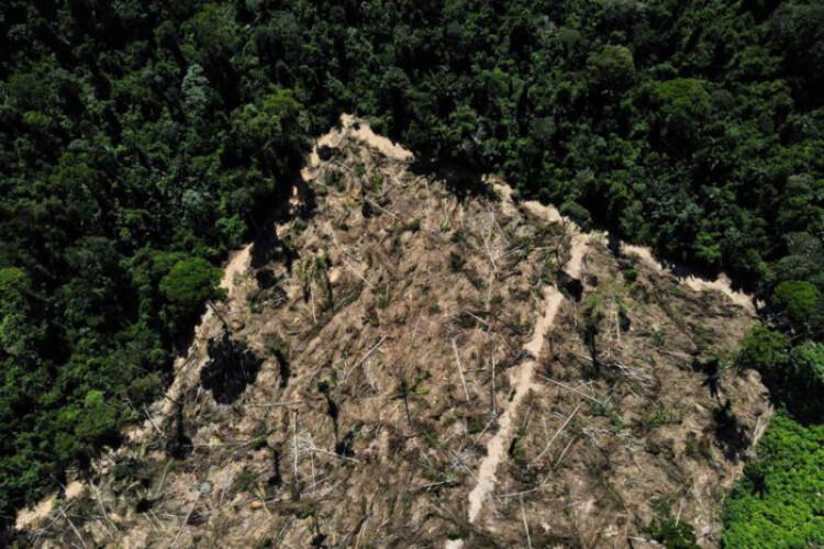 Deforestation in Brazil's Amazon rainforest falls to lowest since 2015