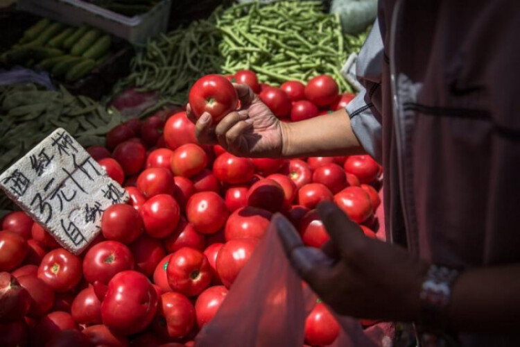 Scientists modify tomatoes to make them 'significantly sweeter'