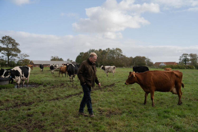 Taxing farm animals’ farts and burps? Denmark gives it a try.