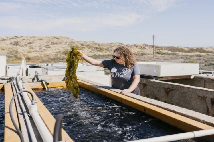 Last marine heat wave providing lessons for the future